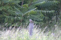 Biotopo Foci dell'Avisio